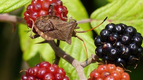 Coreus marginatus